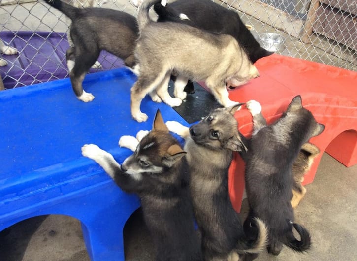 puppies